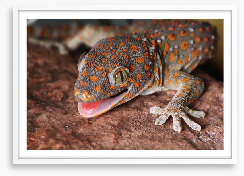 Reptiles / Amphibian