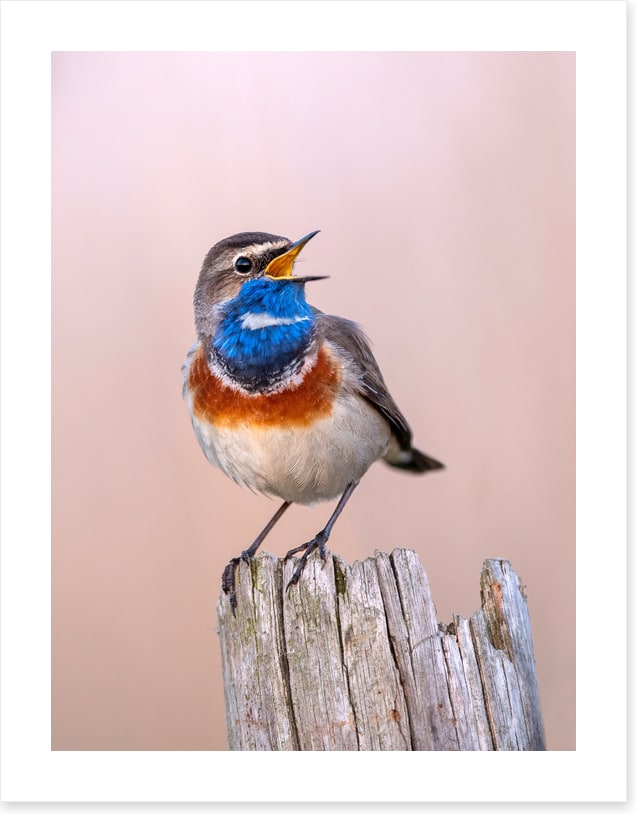 Bluethroat sing