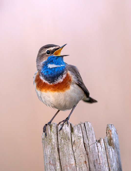 Bluethroat sing