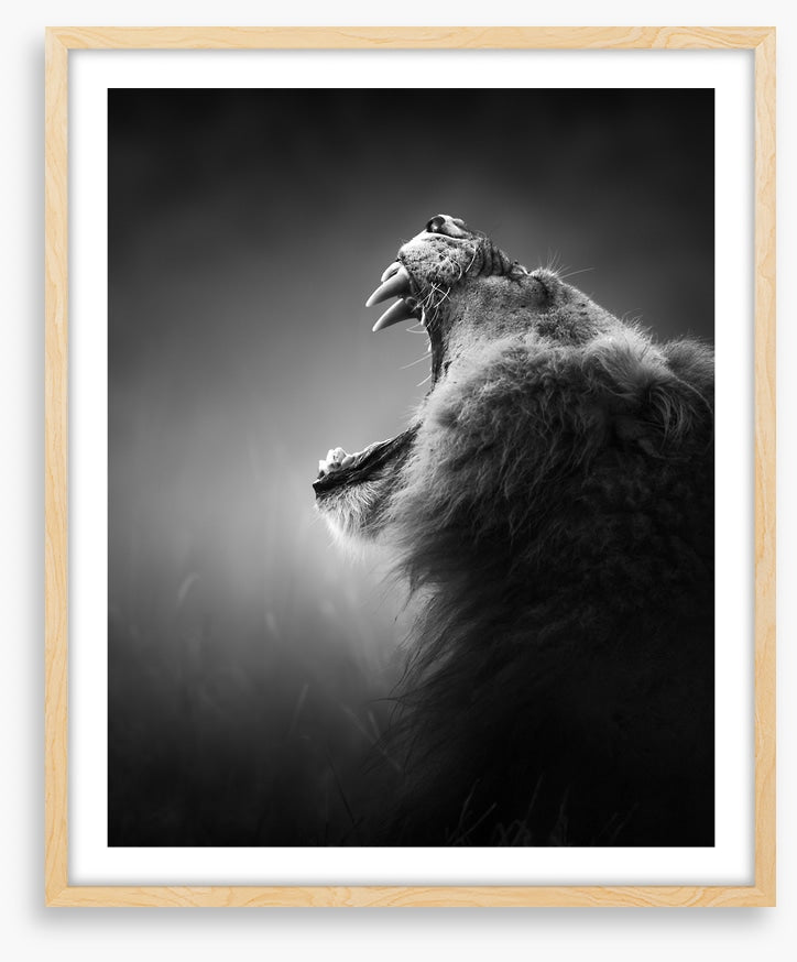 Roar