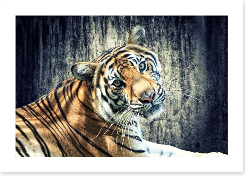 Bengal tiger