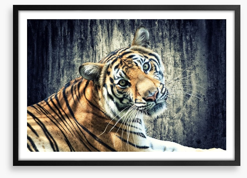 Bengal tiger