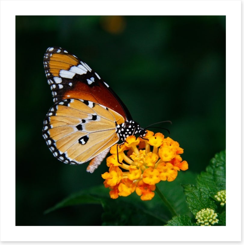 Insects