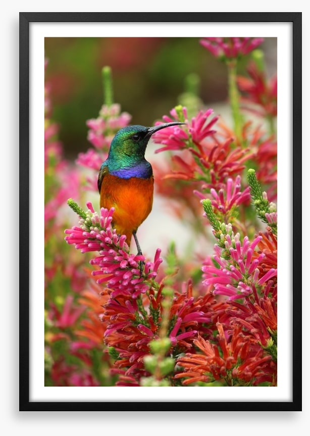 Hummingbird nectar