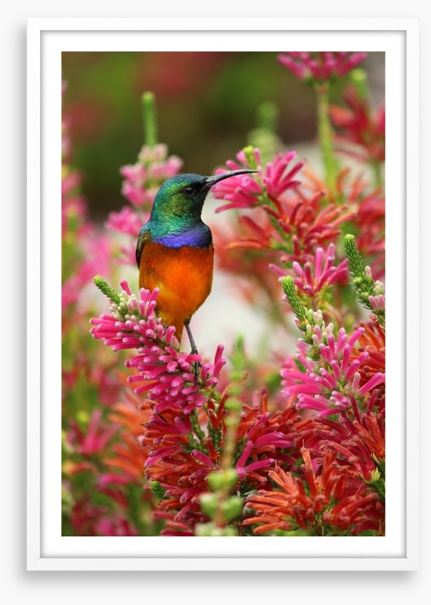 Hummingbird nectar
