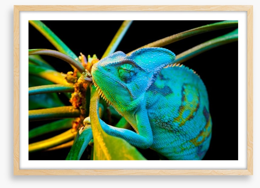 Chameleon camouflage