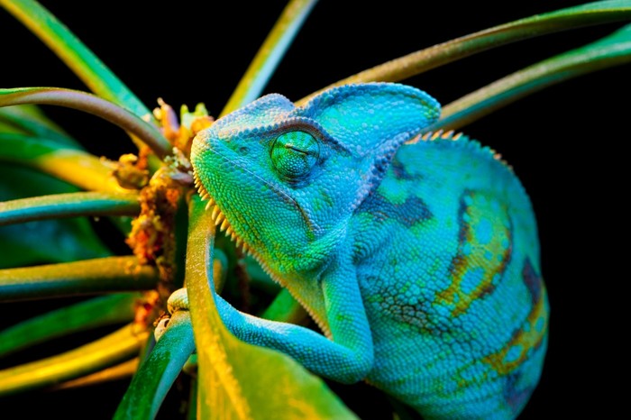 Chameleon camouflage