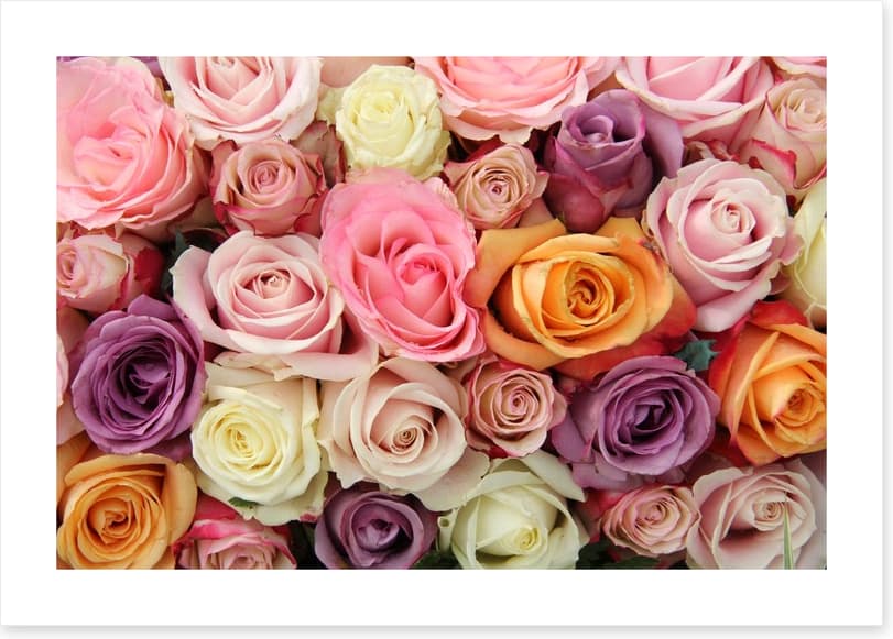 Mixed pastel roses