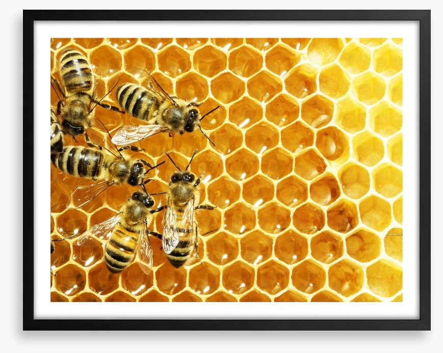 Insects