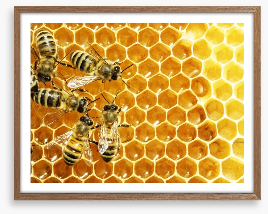 Insects