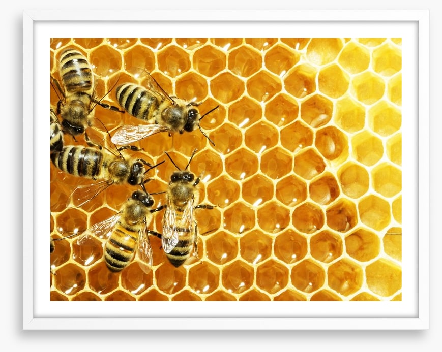 Insects
