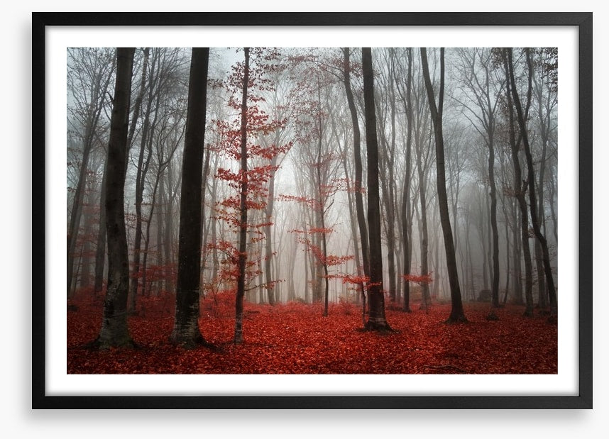Autumn fog in the forest