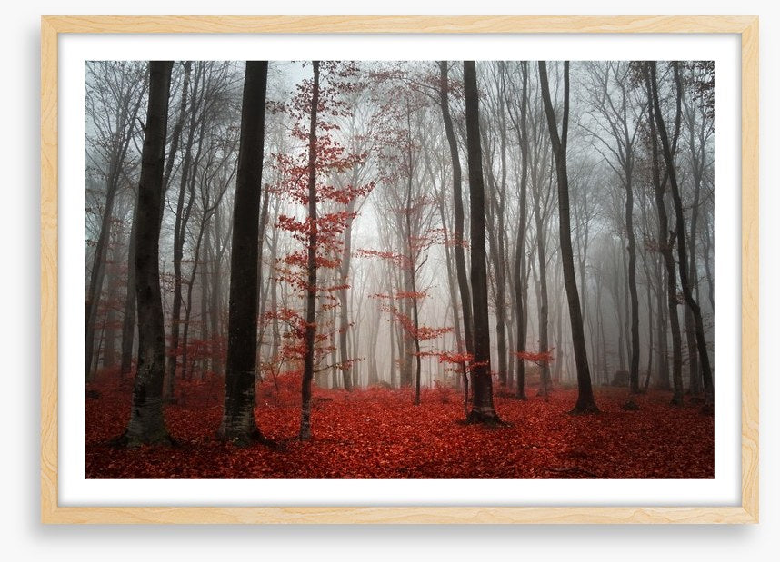 Autumn fog in the forest