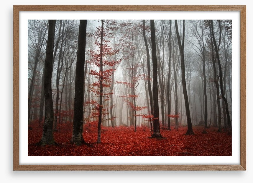 Autumn fog in the forest
