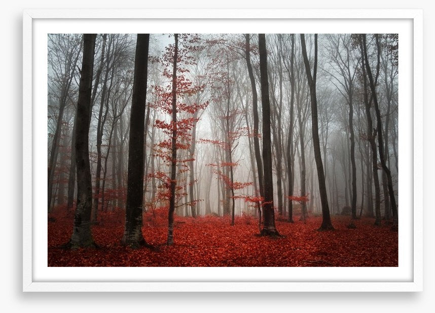 Autumn fog in the forest