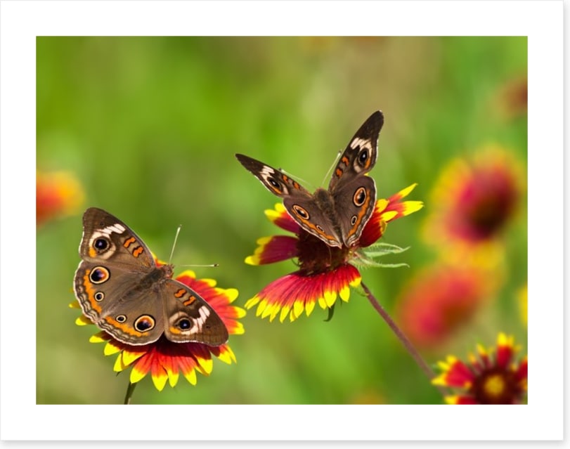 Insects
