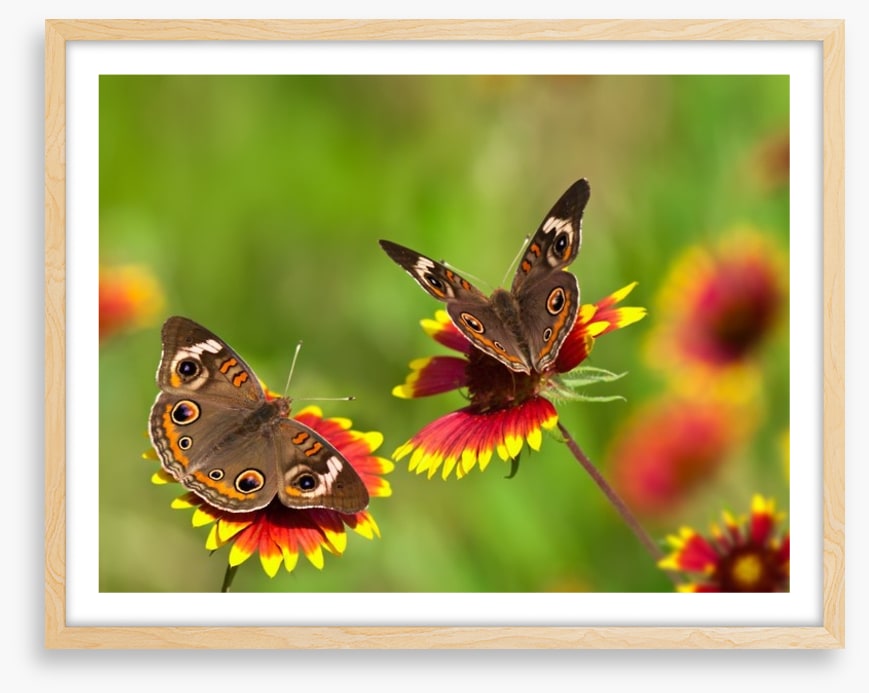 Insects