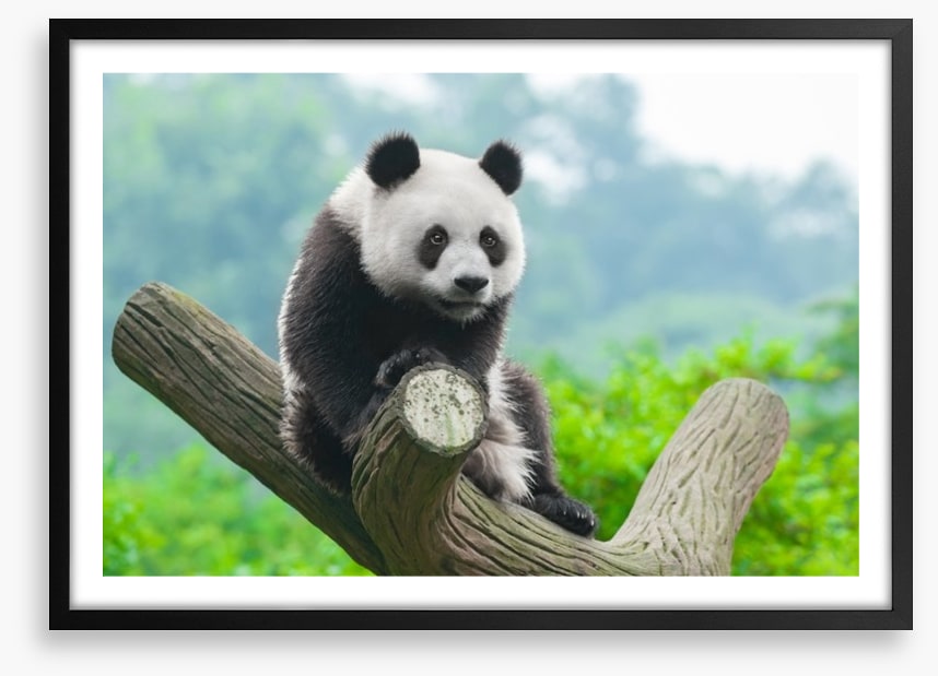 Giant panda