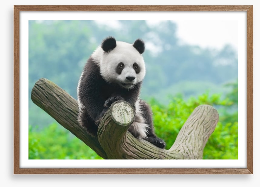 Giant panda