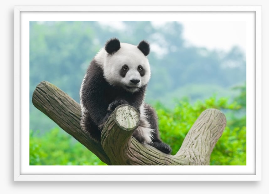 Giant panda
