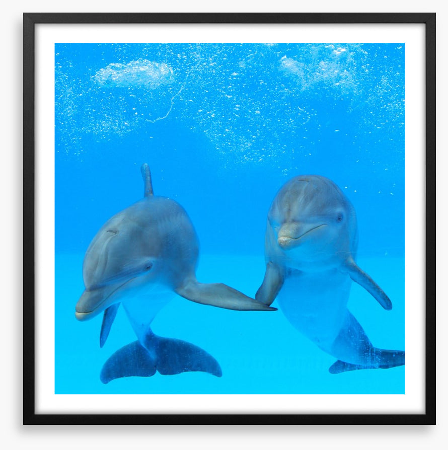 Flipper friends