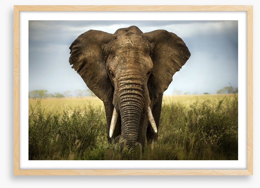 Elephant in the grass