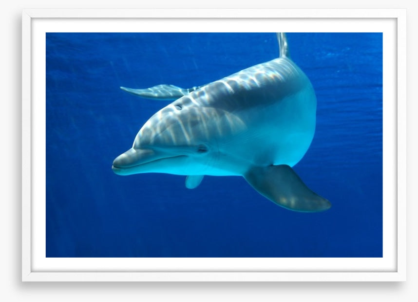 Dolphin delight