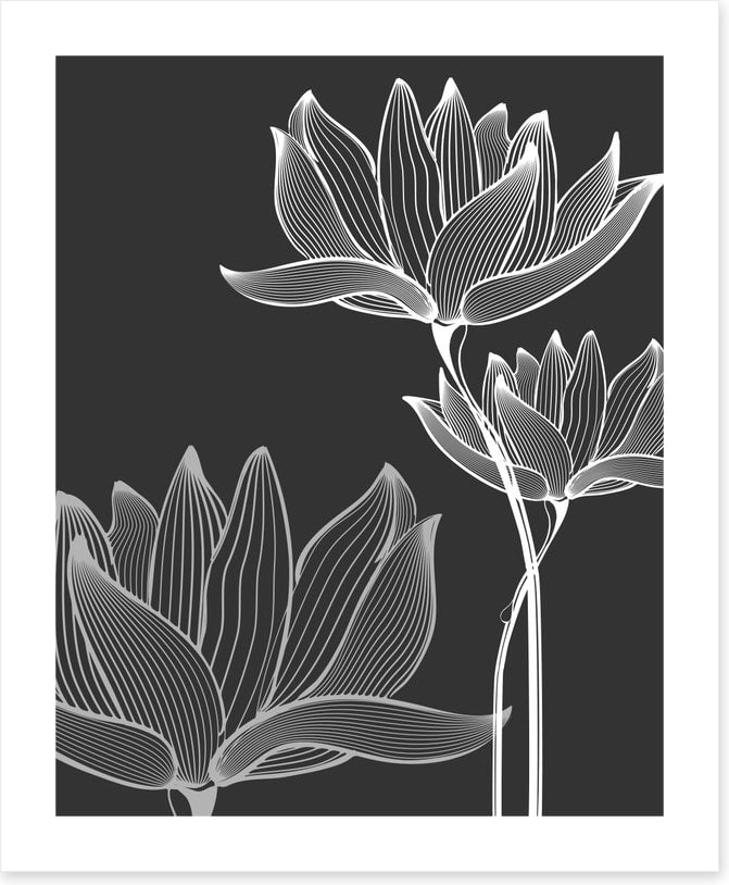 Lotus on black