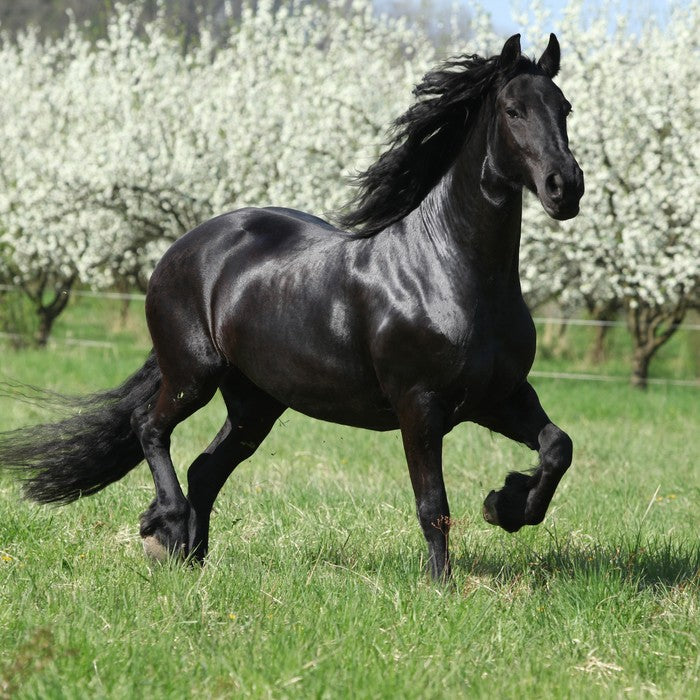 Friesian mare in Spring