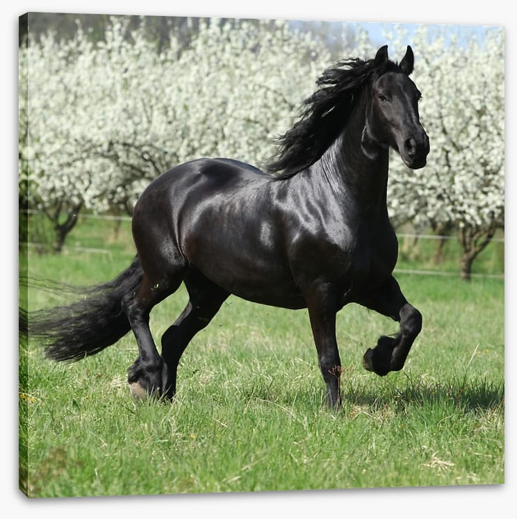 Friesian mare in Spring