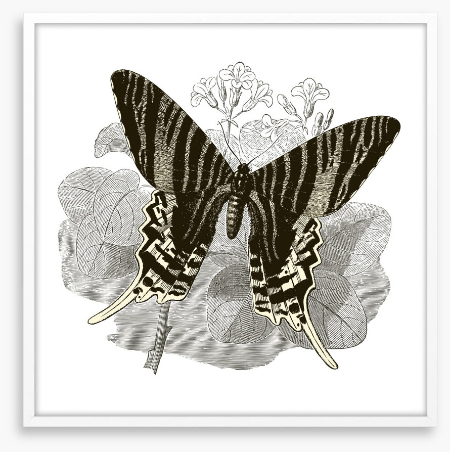Butterfly stripes