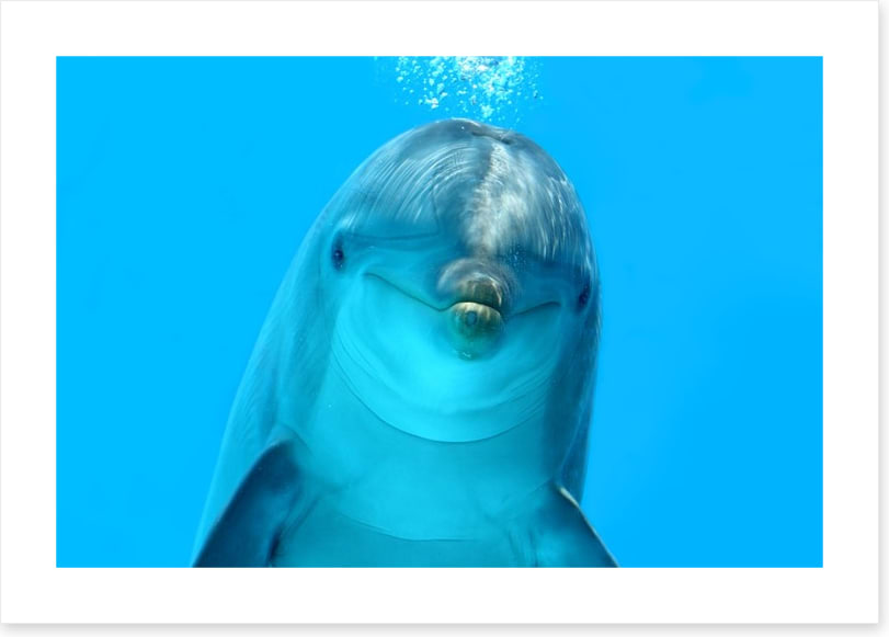 Bottlenose beauty