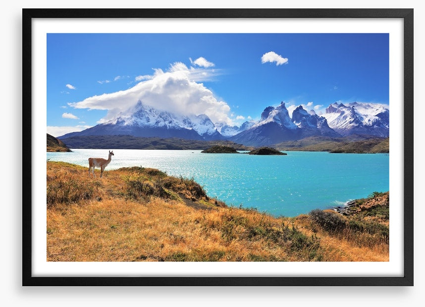 Lake Pehoe guanaco
