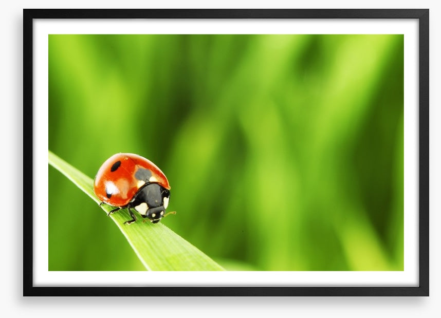 Insects