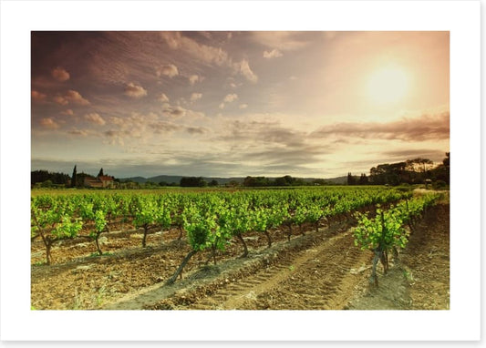 Green vineyard afternoon