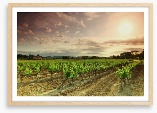 Green vineyard afternoon