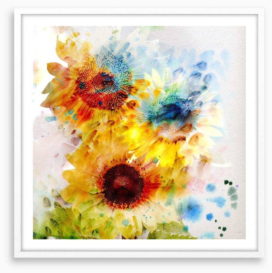 Sunflower days