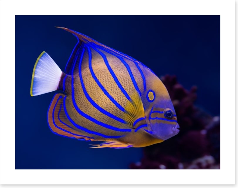 Blue ring angelfish