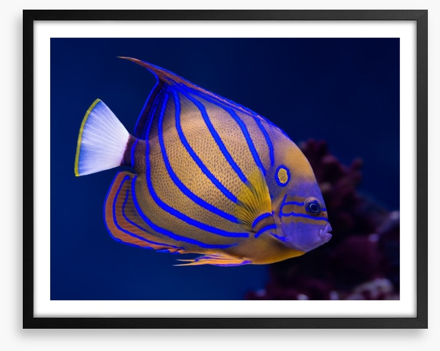 Blue ring angelfish