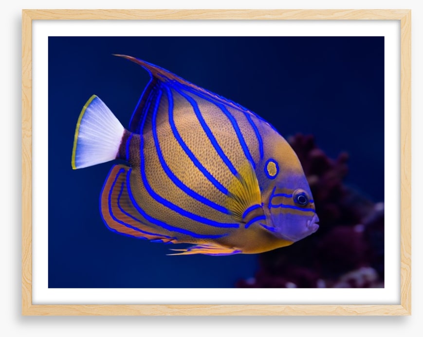 Blue ring angelfish