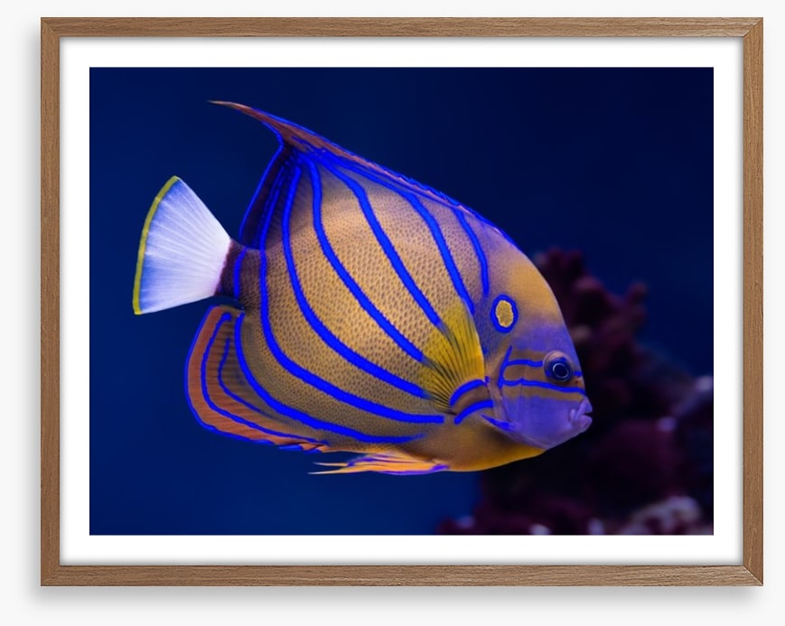 Blue ring angelfish