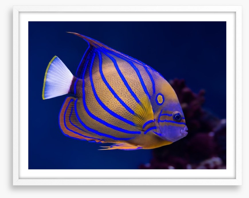 Blue ring angelfish