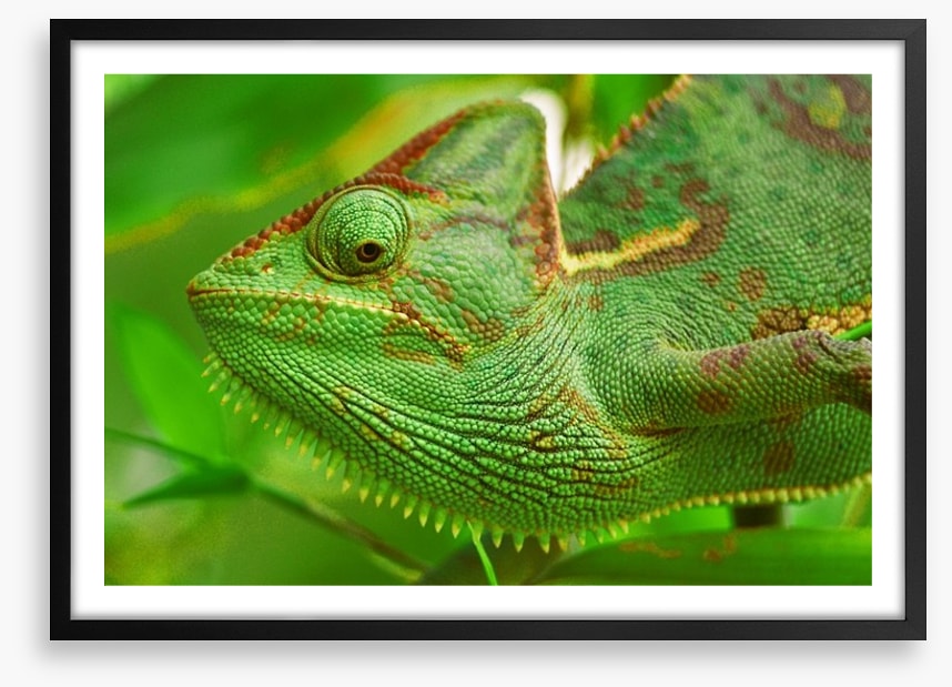 Reptiles / Amphibian