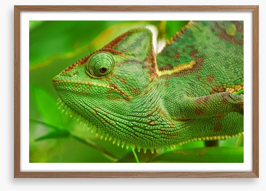 Reptiles / Amphibian