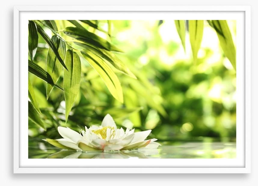 Water lily adrift