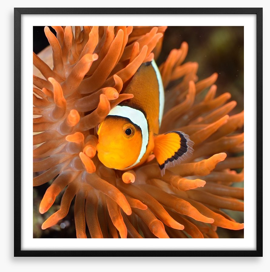 Clownfish camouflage