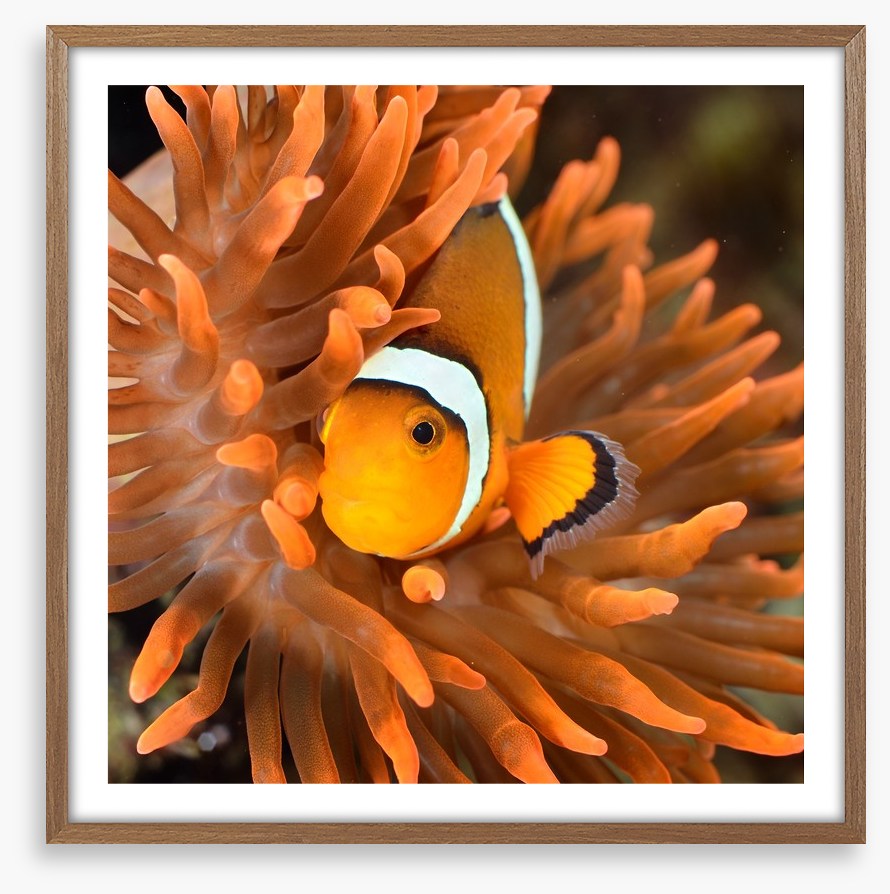 Clownfish camouflage