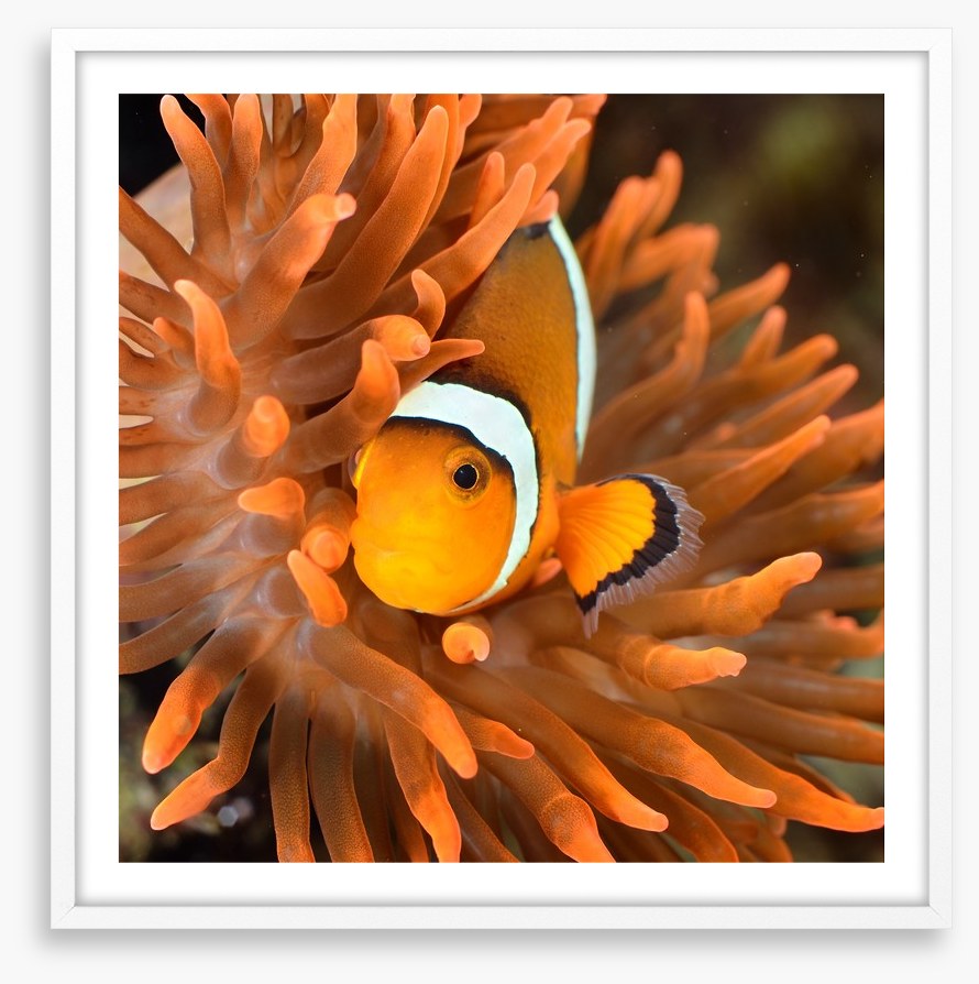 Clownfish camouflage