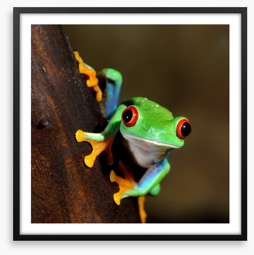 Peeping frog