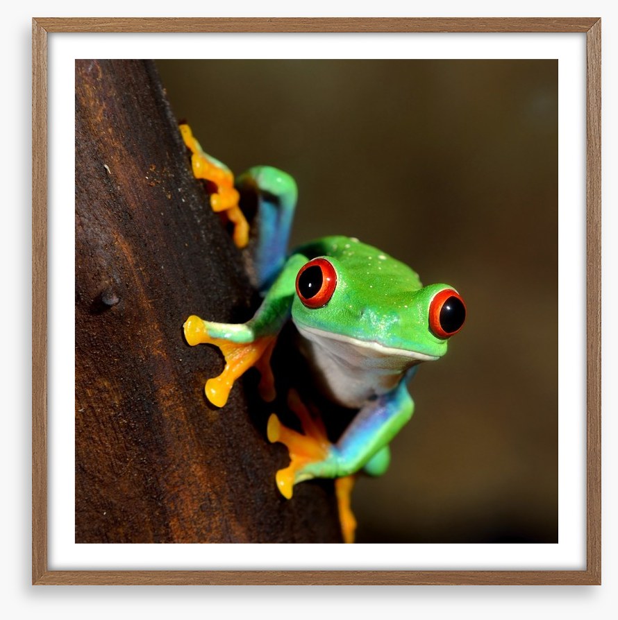 Peeping frog